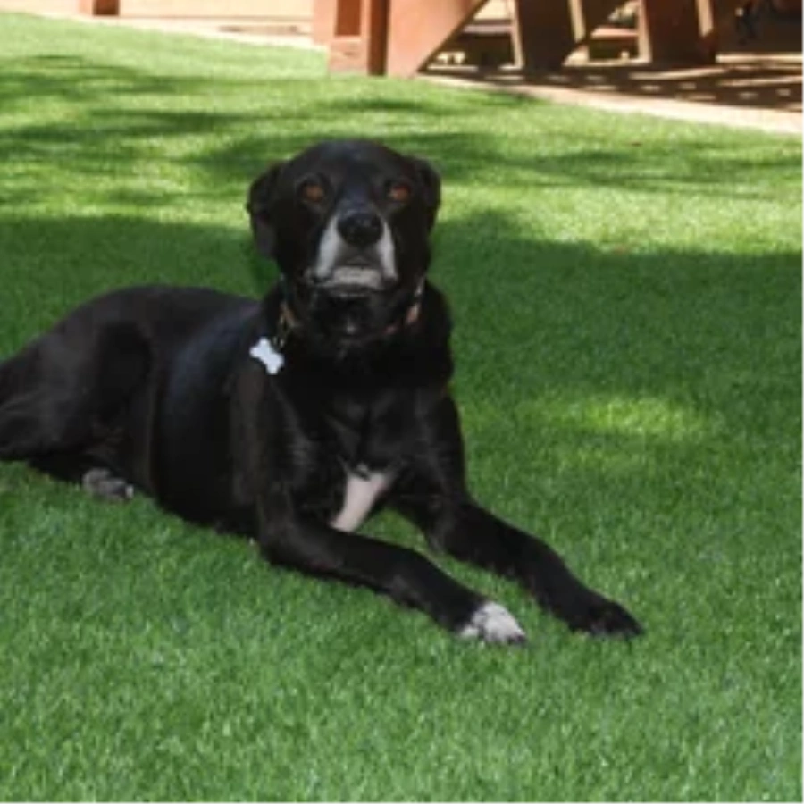 Black dog resting on a pet-friendly Austin artificial turf backyard lawn