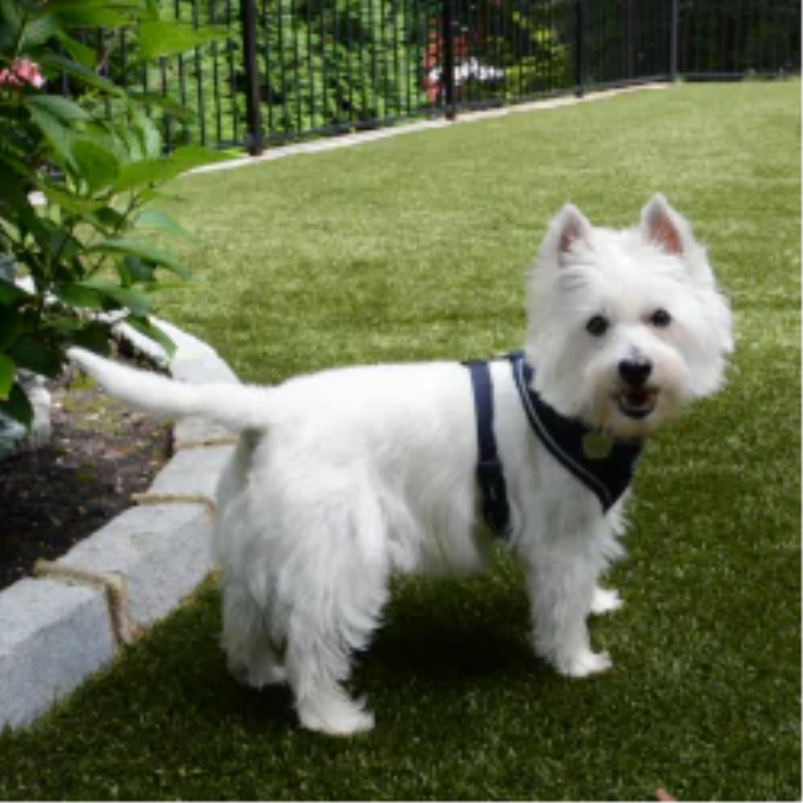 Pet Turf for Apartment Complexes and Dog Parks in Austin