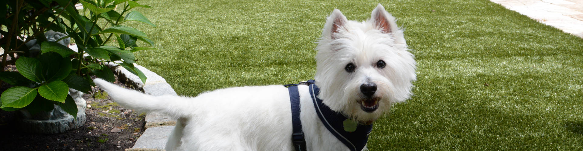 a small white dog standing on fake grass for dogs