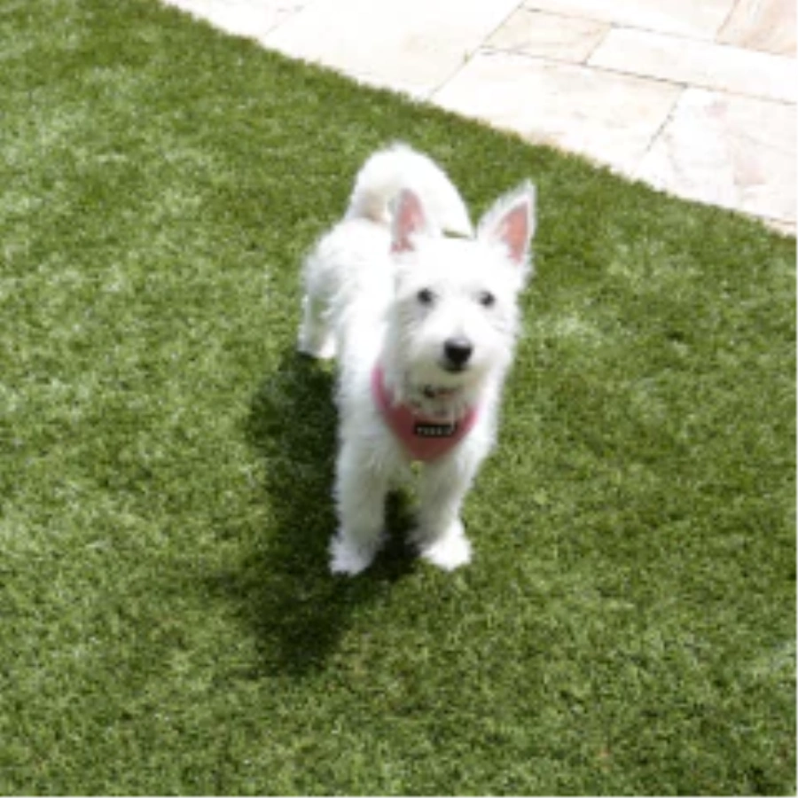 Picking the Right Turf for Dogs