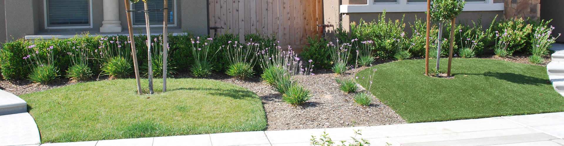 Side-by-side comparison of natural grass and artificial grass in a residential front yard landscaping design with lavender, boxwood shrubs, and young trees