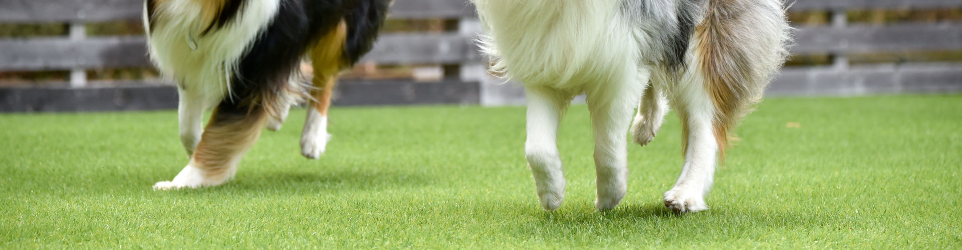 Two dogs walking and playing on artificial turf for dogs in a backyard with a raised planter border