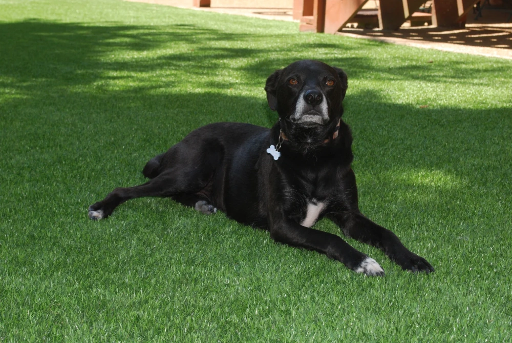 Black dog resting on a pet-friendly Austin artificial turf backyard lawn