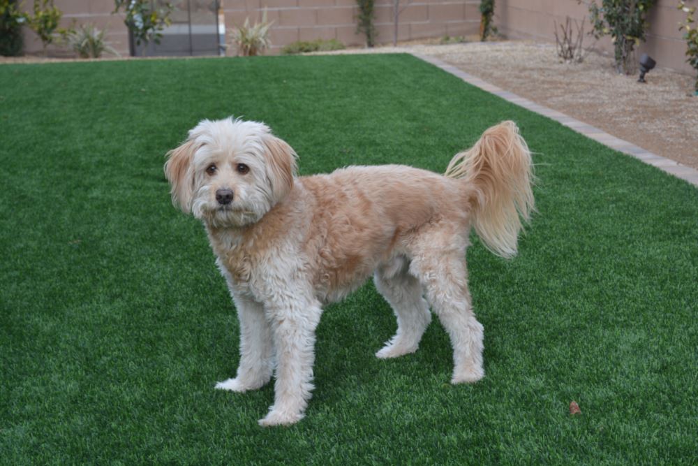 Austin artificial grass landscaping